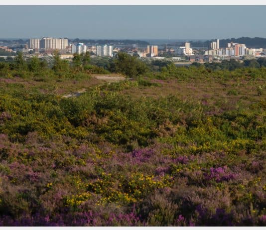 Response to Britain’s ‘new deal’: Nature must be at the heart of the economic recovery