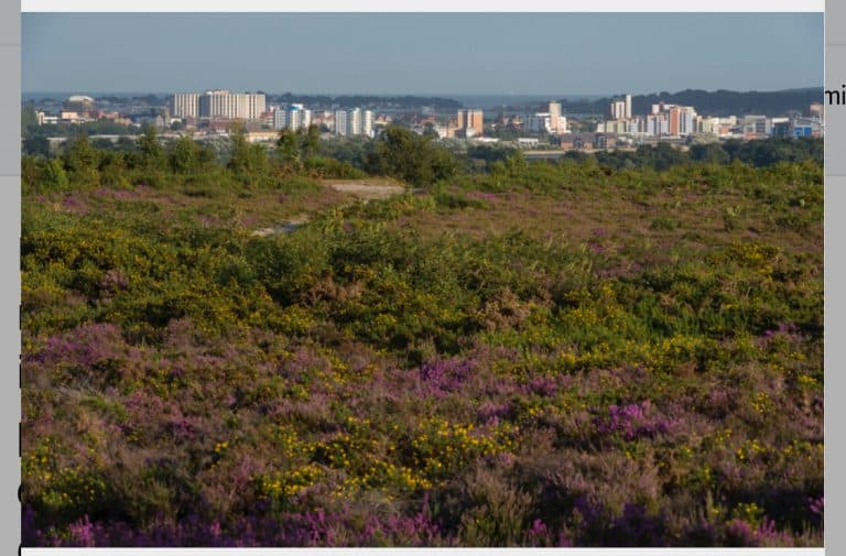 Response to Britain’s ‘new deal’: Nature must be at the heart of the economic recovery