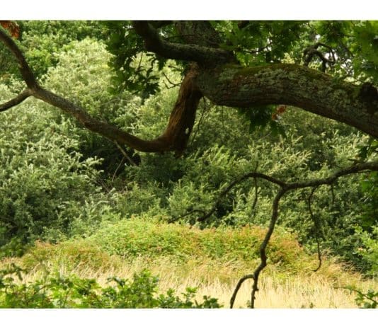 Environmental groups win the day as council change mind regarding Wessex Fields flyover