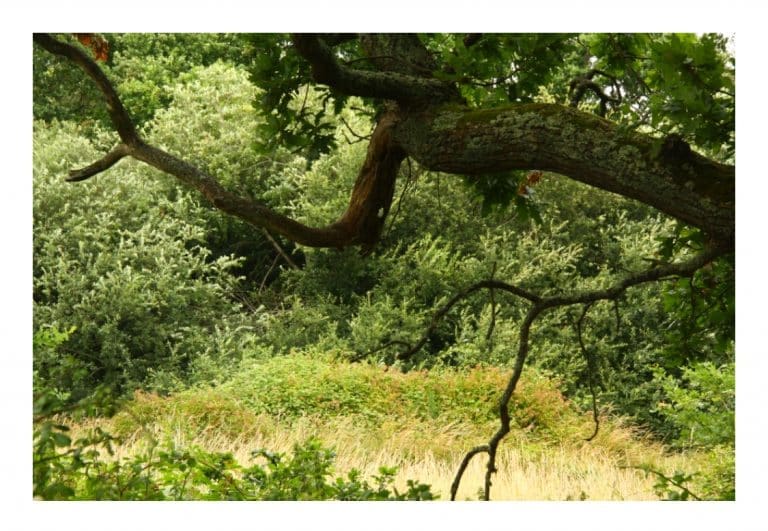 Environmental groups win the day as council change mind regarding Wessex Fields flyover