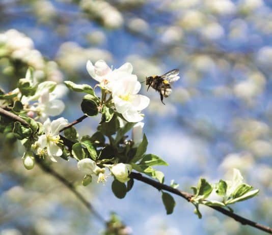 New report shows how we can all take Action for Insects in Dorset