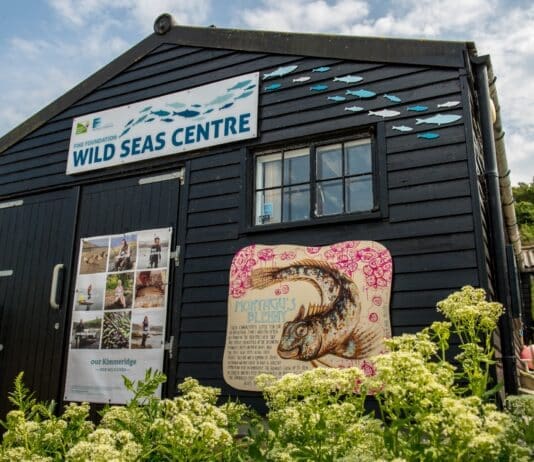 Wild Seas Centre opens with new art exhibition Wild Seas Centre opens with new art exhibition