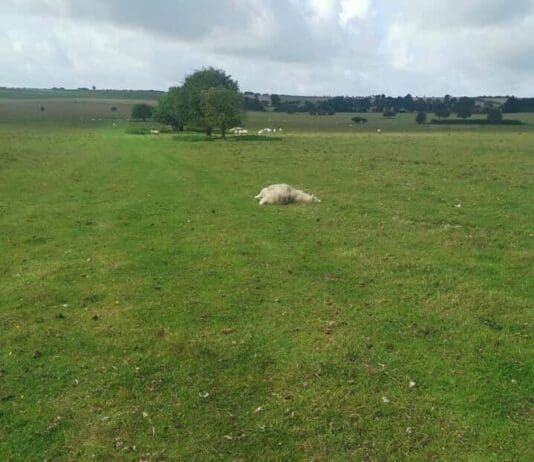 Illegal hare coursers run over and kill six sheep and ewes in a field in North Dorset