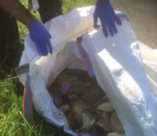 Fly tipping large amounts of meat becoming a problem in Dorset Fly tipping large amounts of meat becoming a problem in Dorset