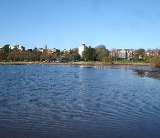 Third swan shot with arrow in Poole Park