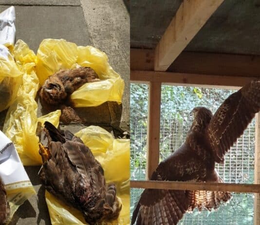 Appeal for information following reports of raptor persecution in North and East Dorset