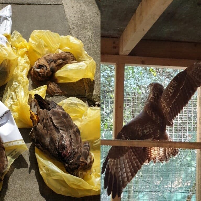 Appeal for information following reports of raptor persecution in North and East Dorset