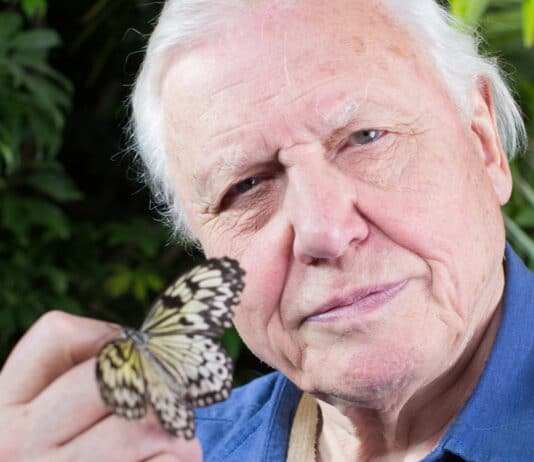 David Attenborough: Greed and profiteering are killing the planet and humanity