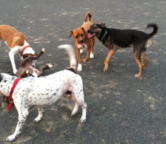 County wide restrictions imposed on dogs in public spaces County wide restrictions imposed on dogs in public spaces