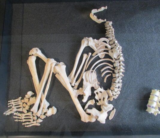 Iron Age skeleton, housed in Wimborne museum, was probably an immigrant from Europe