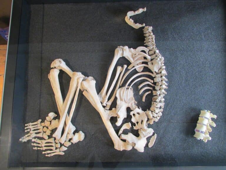 Iron Age skeleton, housed in Wimborne museum, was probably an immigrant from Europe
