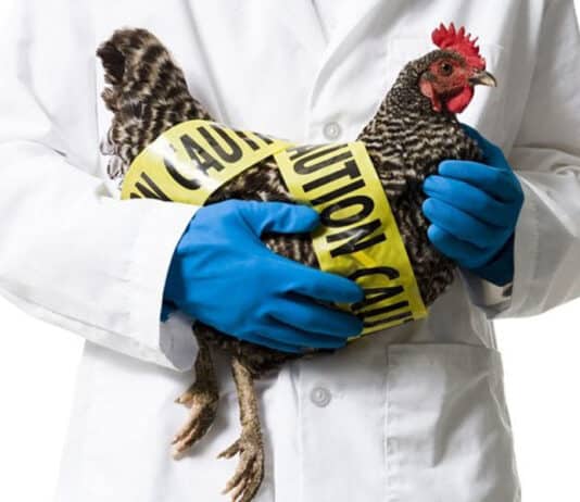 Outbreak of avian influenza has been confirmed in poultry near Gillingham