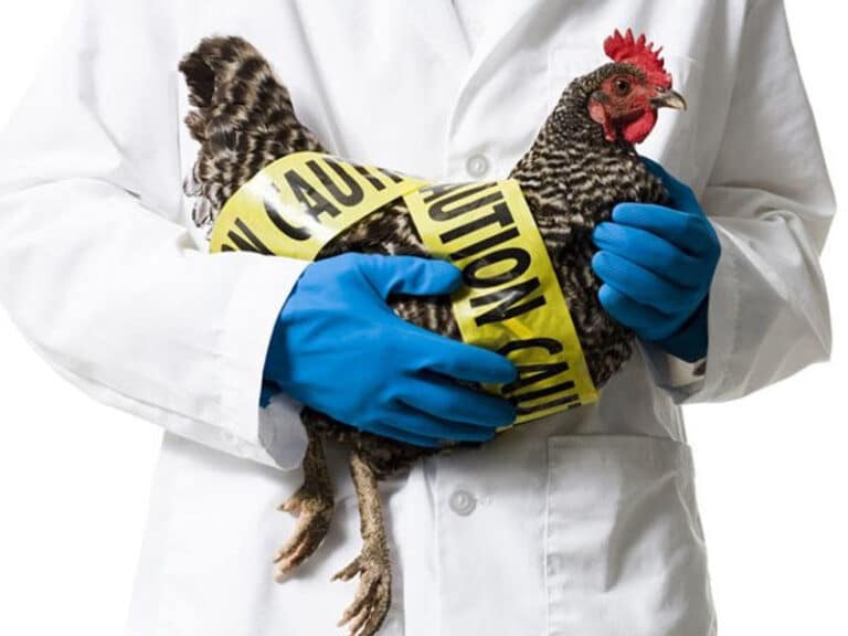 Outbreak of avian influenza has been confirmed in poultry near Gillingham