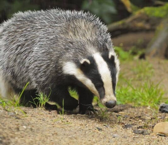 Anti-Badger Cull Petition Surpasses 100,000 Signatures Needed For Parliamentary Debate