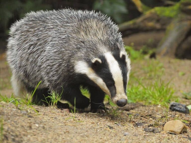 BCP councillors vote to ban badger culling on Council land
