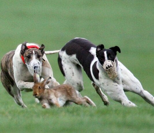 Operation Galileo targets hare coursing organised crime in Dorset
