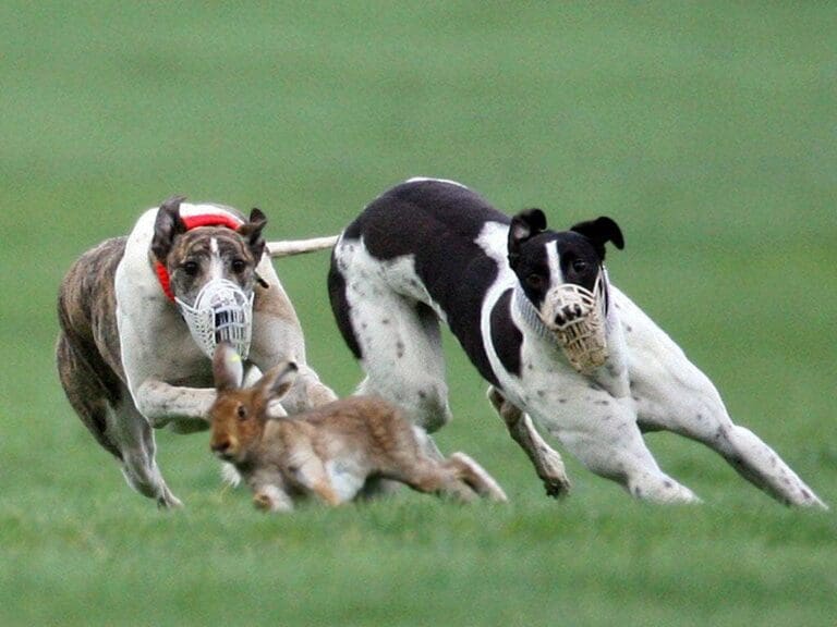 Operation Galileo targets hare coursing organised crime in Dorset