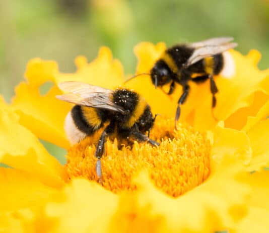 UK government allows ‘emergency’ use of banned bee-harming pesticide just days after EU tightens protections