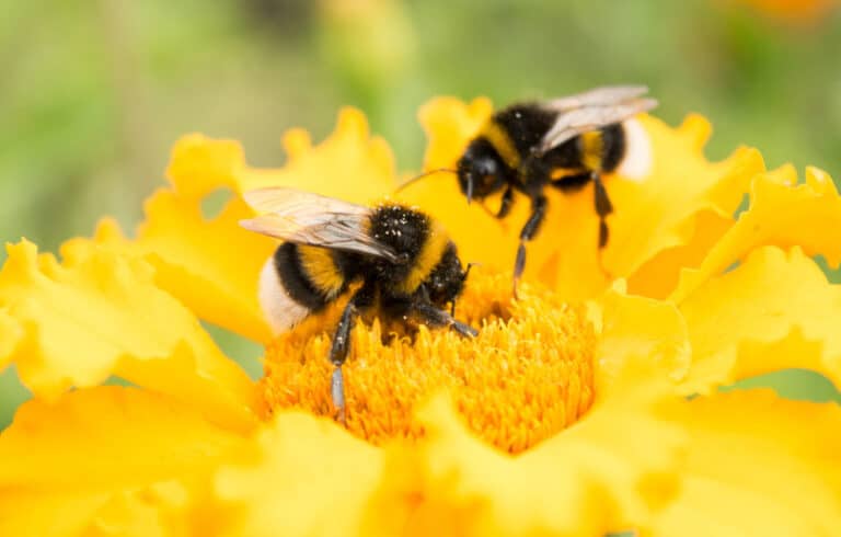 UK government allows ‘emergency’ use of banned bee-harming pesticide just days after EU tightens protections