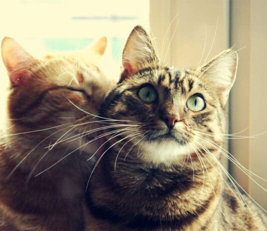 I wanted to find out why my sleep was restless. Now I know