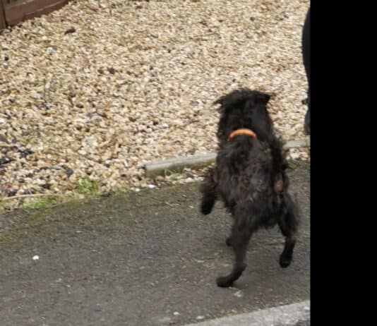 Public appeal for owner following dog bite incident in Weymouth