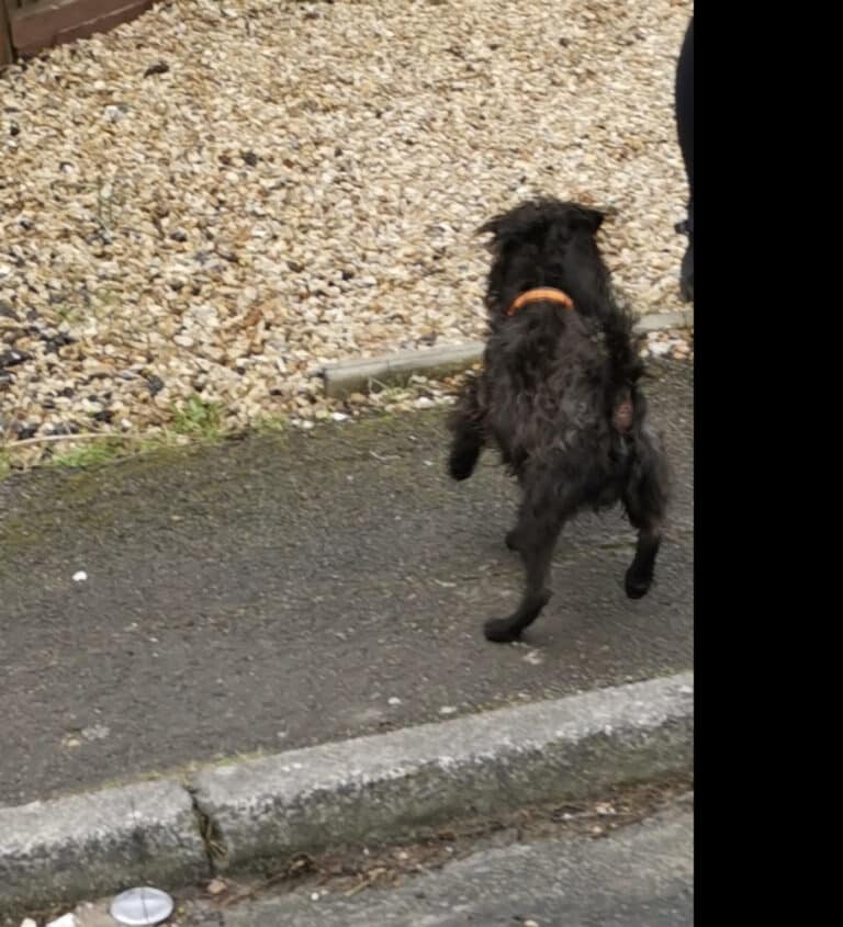 Public appeal for owner following dog bite incident in Weymouth