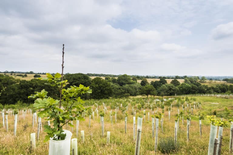 Over 10,000 trees to be planted across Bournemouth, Christchurch and Poole in 2021 to combat the climate and ecological emergency