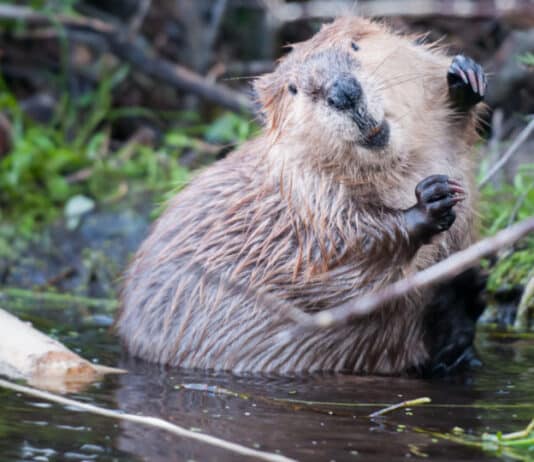 2021 to be record year for beaver releases