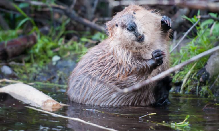 2021 to be record year for beaver releases