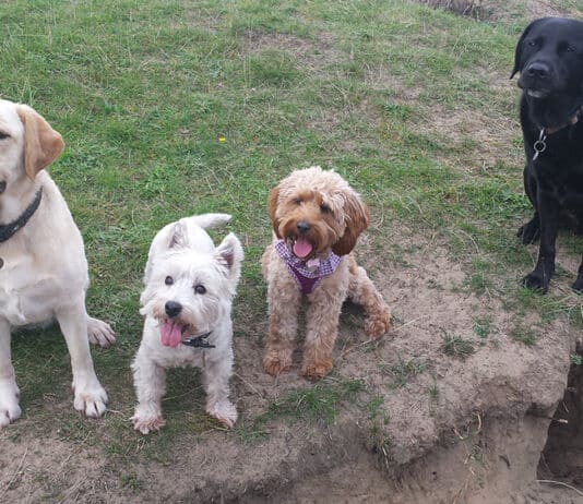 How a dog wags its tail reveals a lot. Understanding dog behaviour