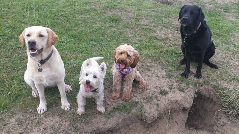 How a dog wags its tail reveals a lot. Understanding dog behaviour