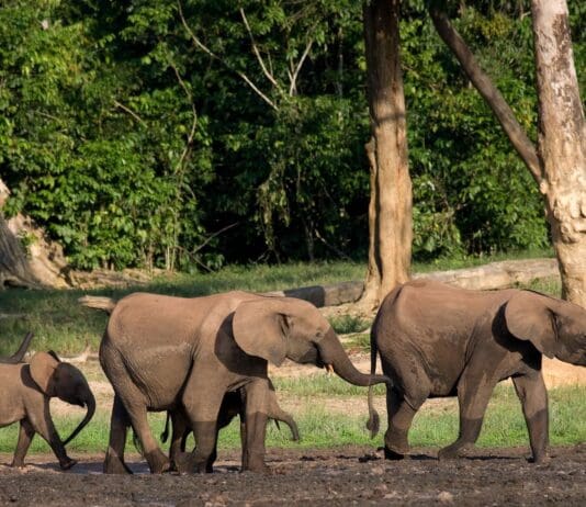 Humanity is driving these beautiful creatures to extinction