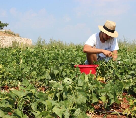 Never mind the profiteers we must regain our food sovereignty