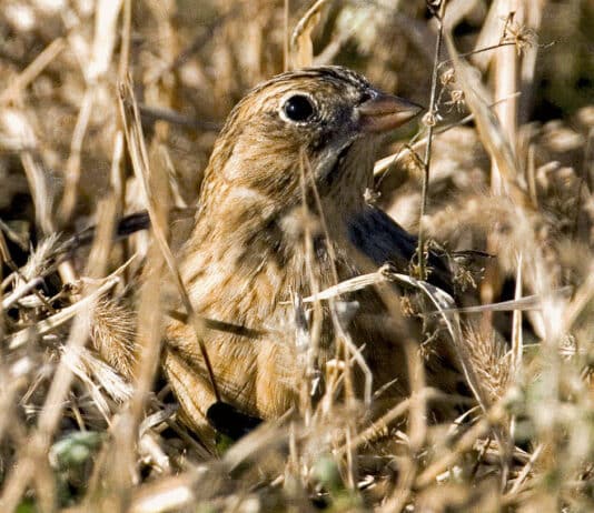 Ground-nesting birds under pressure from increased visitors