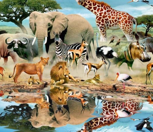 Do humans love animals more than people?