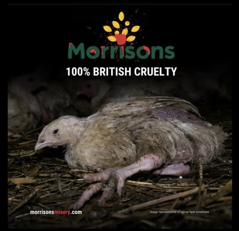 Morrison’s – 100% British cruelty