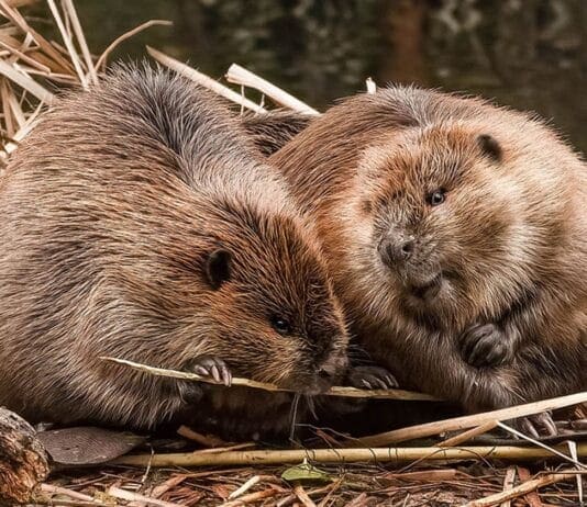 Let me tell you about beavers