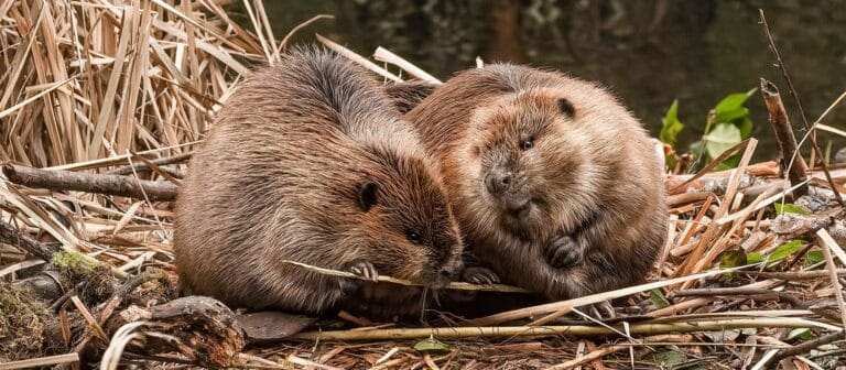 Let me tell you about beavers