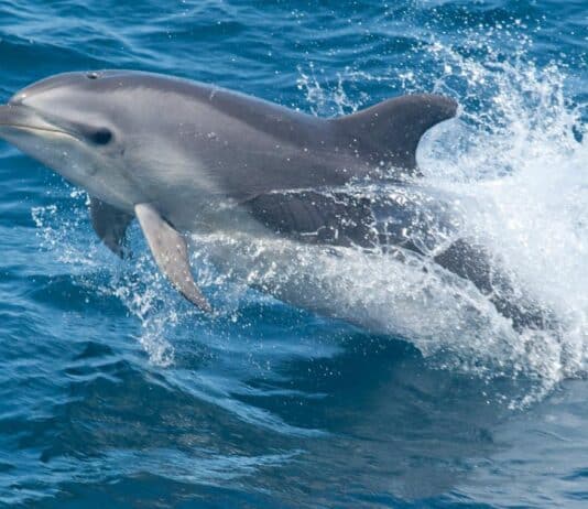 Dolphins playing off coast of Weymouth and Portland