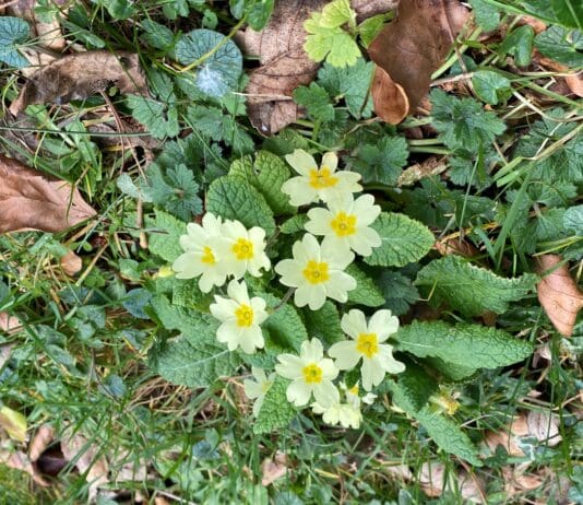 Creating Wildlife havens in Weymouth with the No Mow May challenge