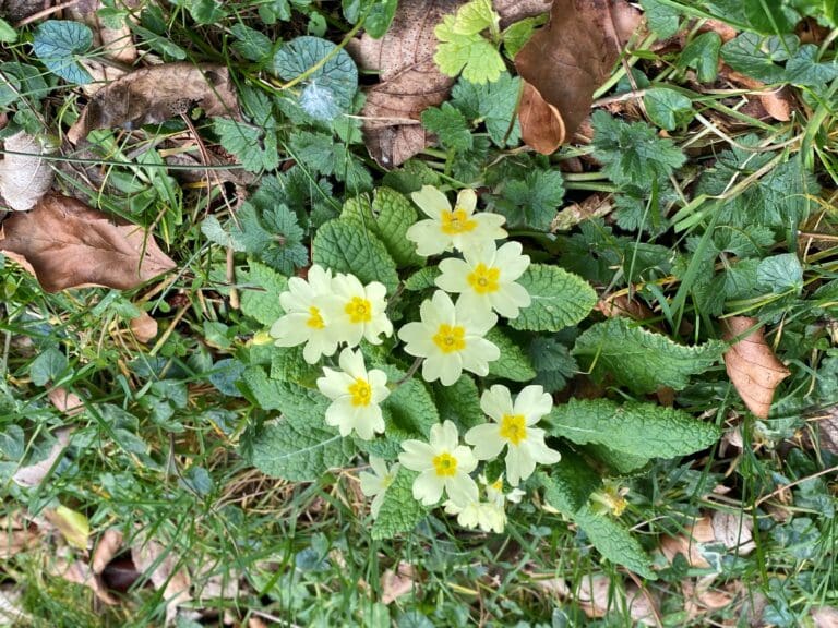 Creating Wildlife havens in Weymouth with the No Mow May challenge