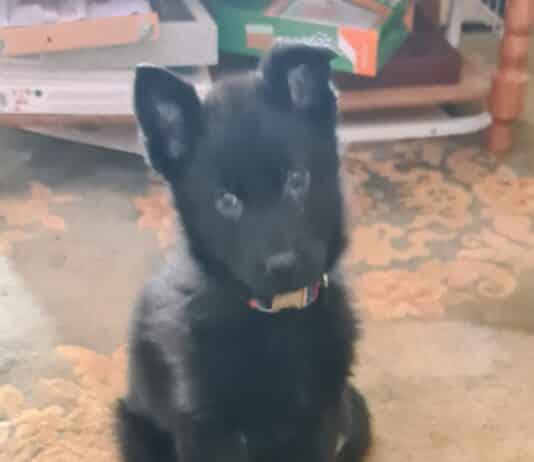 Image appeal following theft of dog in Poole