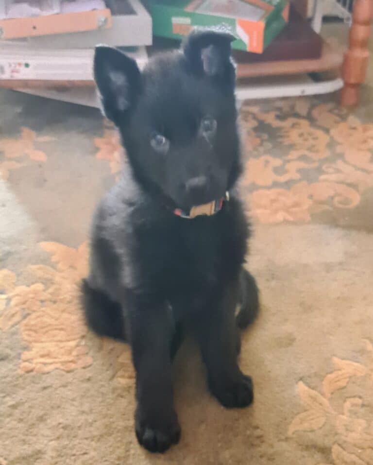 Image appeal following theft of dog in Poole