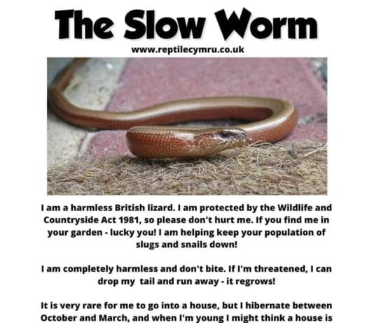 Let me introduce you to the Slow worm