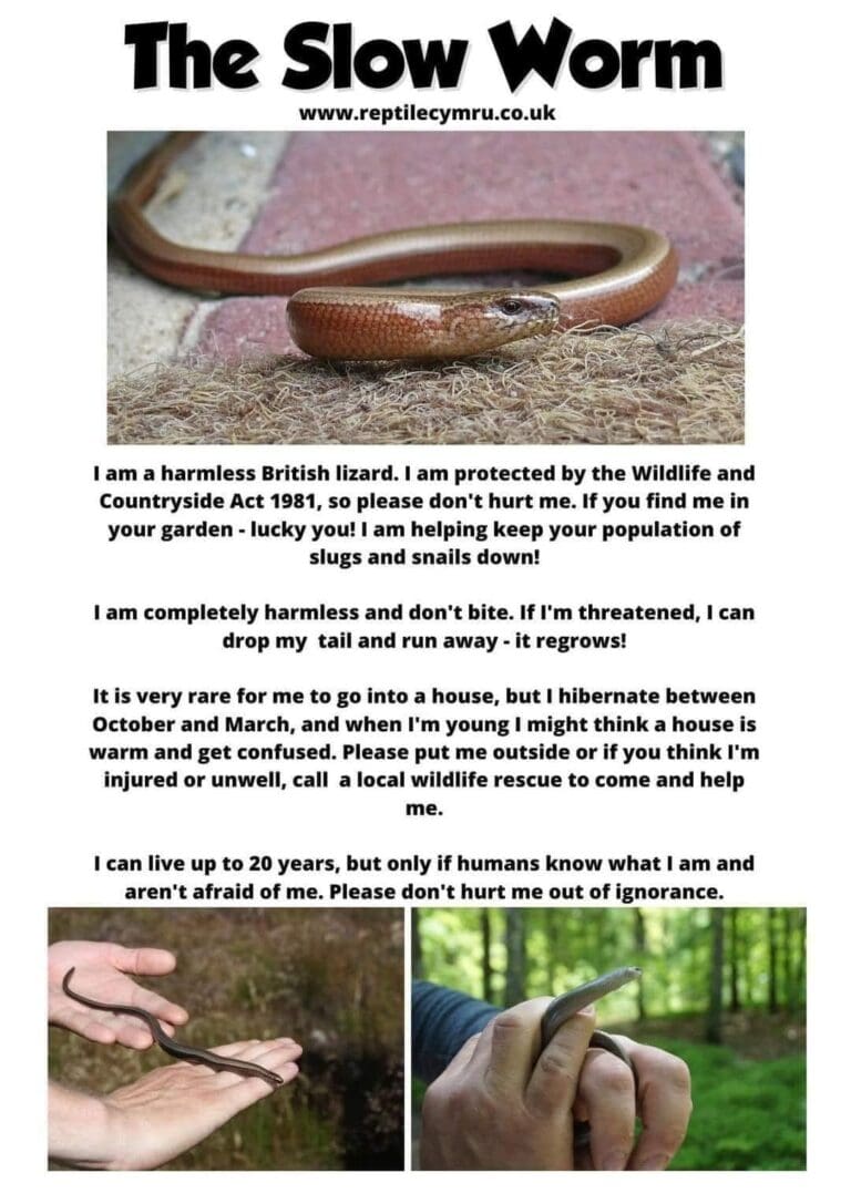 Let me introduce you to the Slow worm