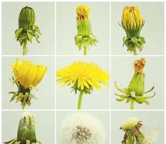 Let me introduce you to the dandelion