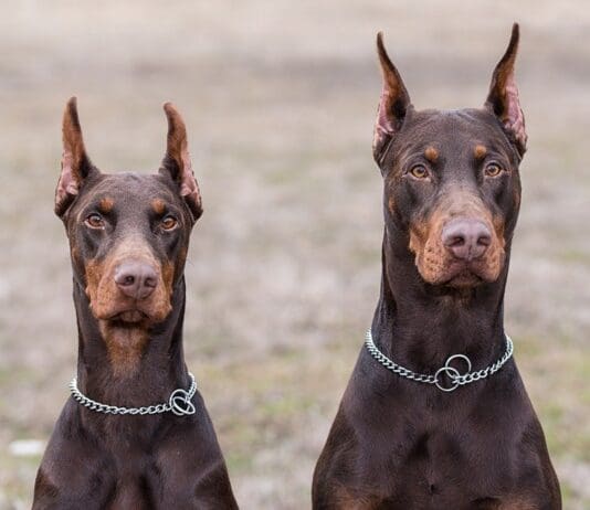 Weymouth man receives prison sentence for illegally importing Doberman puppies