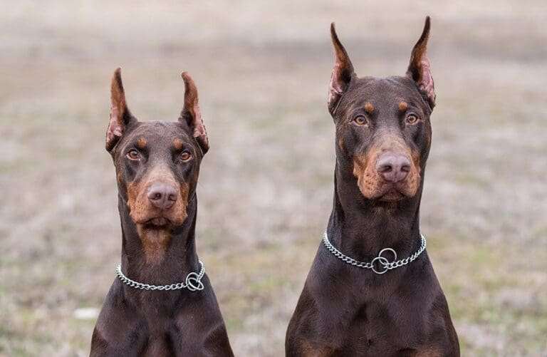 Weymouth man receives prison sentence for illegally importing Doberman puppies