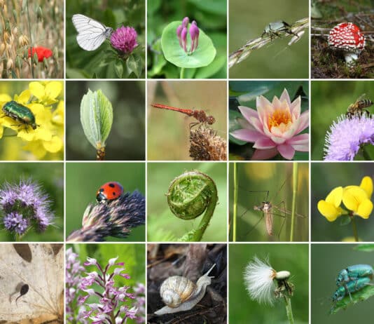 An increase in biodiversity across Bournemouth, Christchurch and Poole