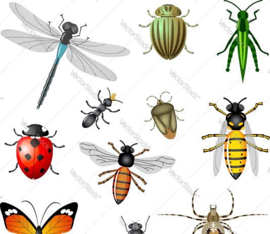 Britain’s most disliked creepy crawlies. Which one is yours?